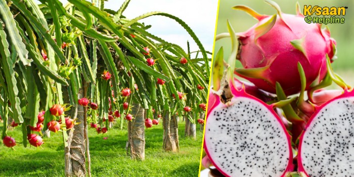 ड्रैगन फ्रूट की उन्नत खेती, जानिए कैसे लें ड्रैगन फ्रूट का भरपूर उत्पादन